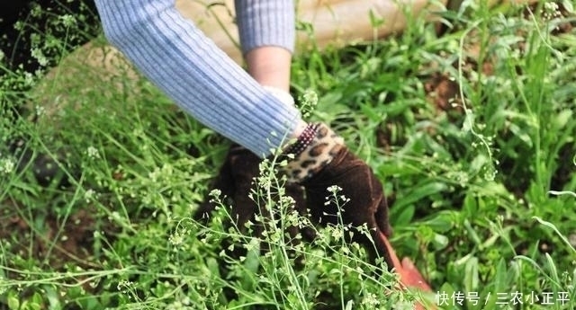 野草|生长在泥土里的“万年脏”, 1粒种子能长满一片, 一斤能卖60元