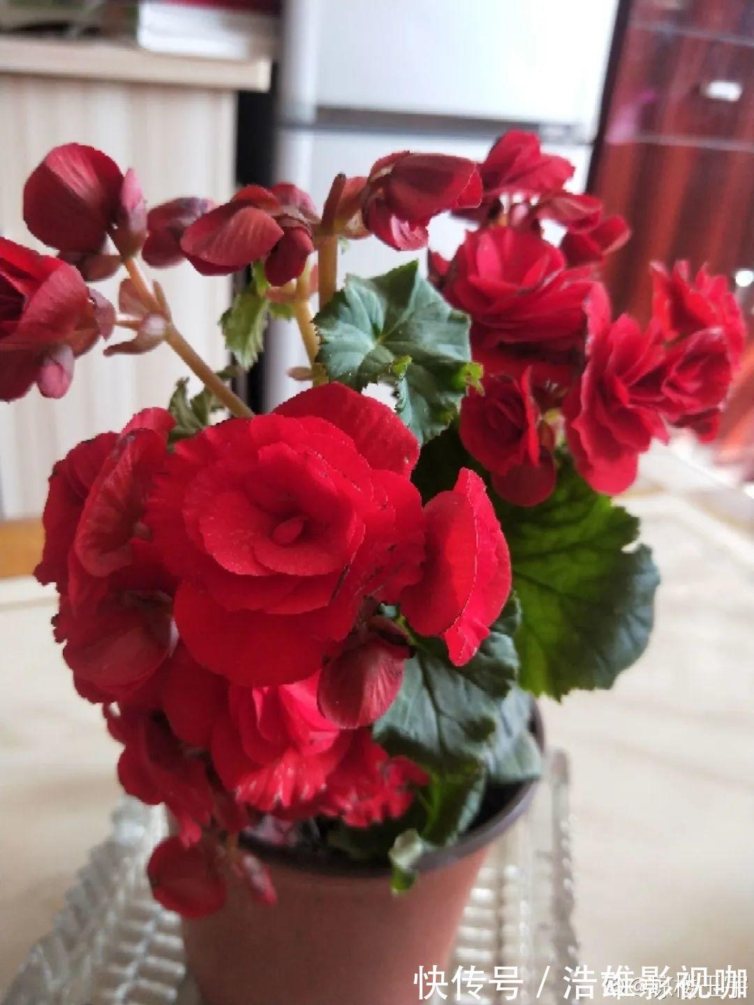 叶子|君子兰千万别喷水,一喷水就烂叶,3天就要死翘翘!