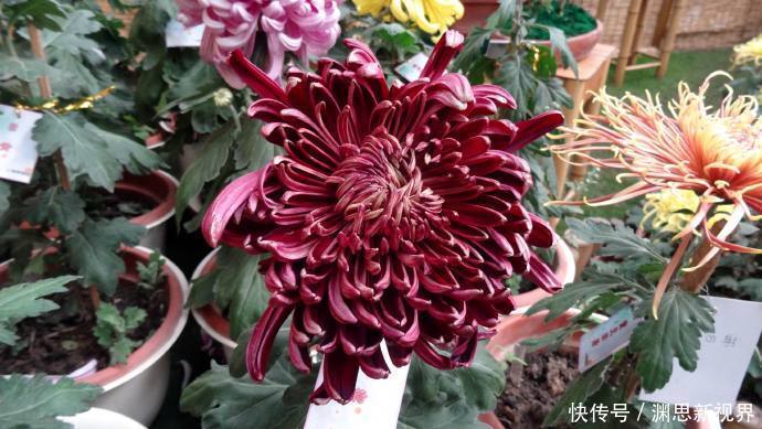 墨荷|喜欢菊花，首选“十大名菊”墨荷，似荷花入墨池，端庄稳重！