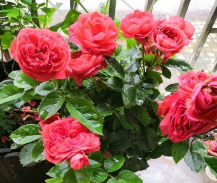 长春花|家养4种花,不仅花漂亮,还有迷人花香,开花“红又旺”,好运来