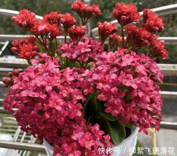 自制养花肥，该如何处理生活垃圾如此办废物可变用