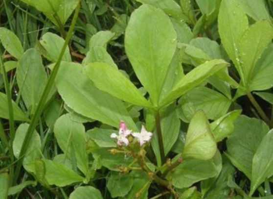 消化不良|乡下一种“睡菜”,吃多就想要睡觉,对付消化不良效果好,价值高