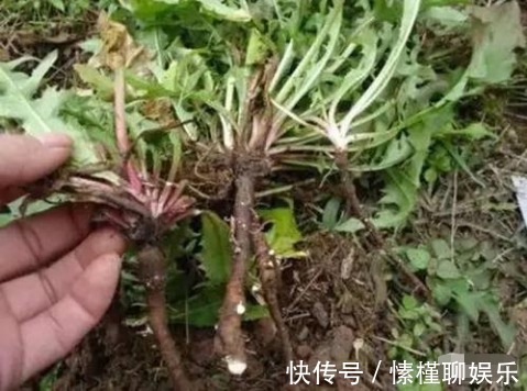 农村|肝脏不好,别忙着吃药,农村挖“此根”泡水,护肝又排毒