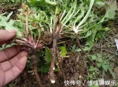 农村|肝脏不好，别忙着吃药，农村挖“此根”泡水，护肝又排毒