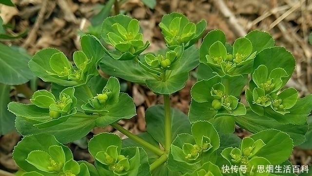 泽漆|全株含毒碰到手发痒,兔子最爱吃,改名后热销,农民大量种植