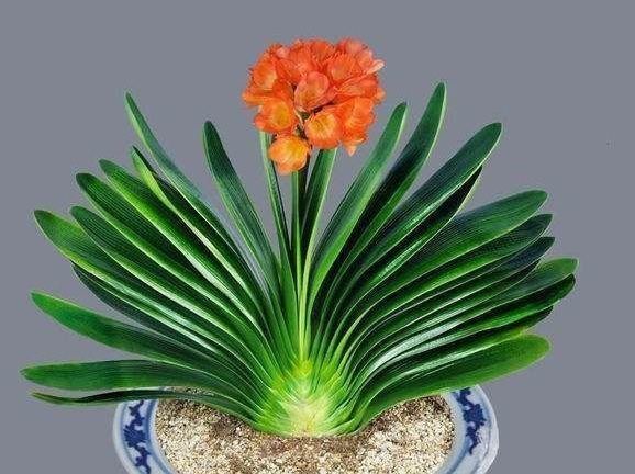 掌握这个小秘诀，解决君子兰不开花难题！大家可以试一下