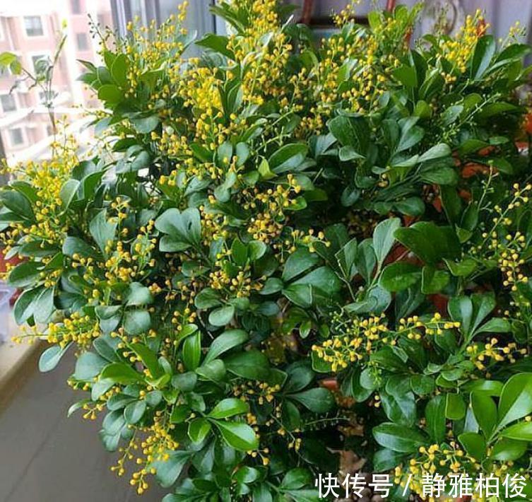 米兰花|土豪都养3种花,四季常青,镇宅又旺财,生长健壮,旺盛粗壮