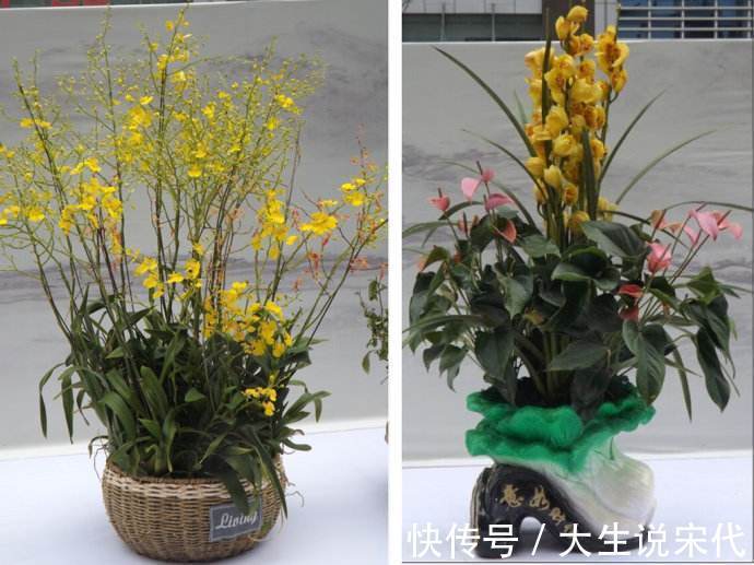 浇花别只用清水,水里加点它,不烂根不黄叶,比买的肥料还好