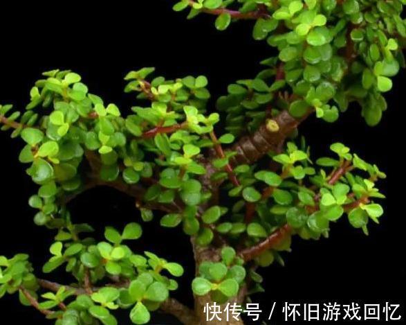 哇塞,6种便宜花,动手一剪变盆景,价格立马翻一倍