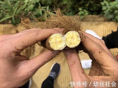 芳香|一种人参，俗称“臭参”，吃了忍不住放屁，但价值高，炖肉是一绝