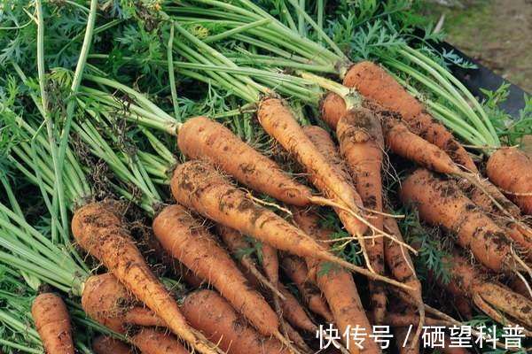 木耳菜|牛奶靠边站,补钙不妨试试这5种菜!每天炒一盘,小孩老人都爱吃