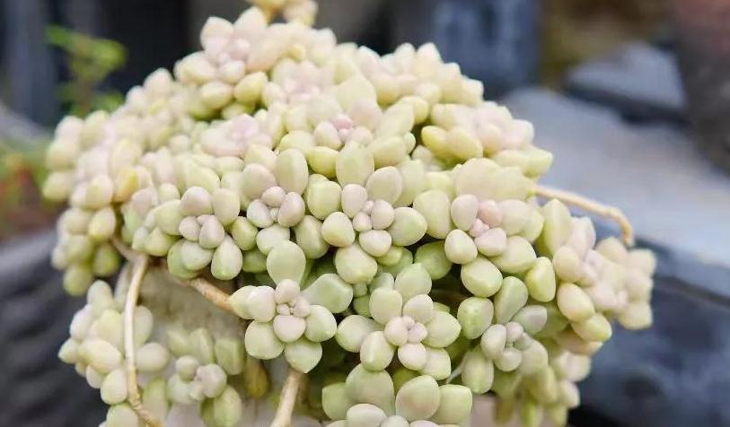 老桩|这几种多肉非常容易爆盆,不知不觉一大盆,非常有成就感