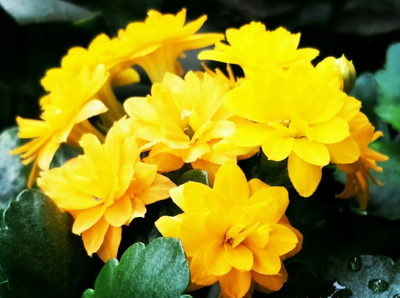 天凉开花|六月养长寿花,这“三位置”提前剪一剪,顺利度夏,天凉开花早