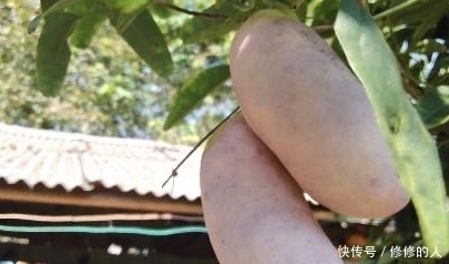 野果子|深山里藏着的这野果子，你吃过没？城里人可是想吃都不一定吃得到