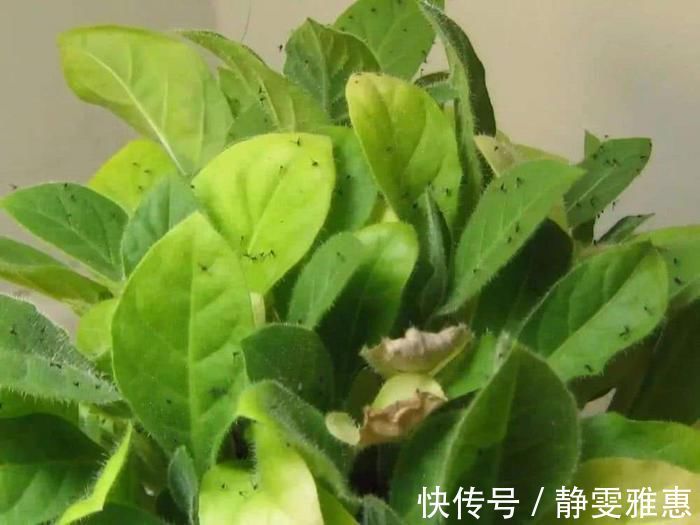喷药|养花最怕碰到“小黑飞”,这东西可不好,影响花卉生长,赶紧消灭