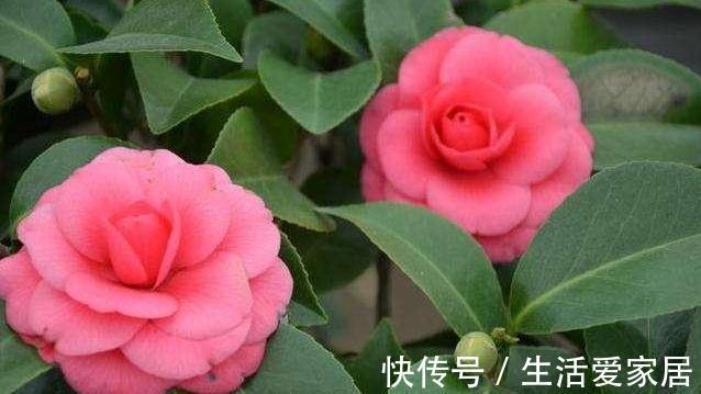 很多人喜欢种植山茶花,掌握下面这五点,它可以长得更旺盛