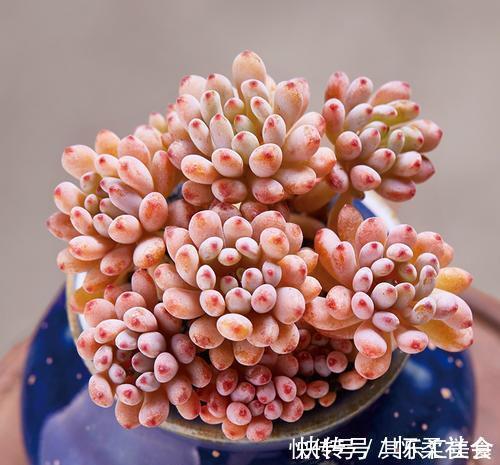 叶片|3种多肉植物,叶片有香味,遇水易疯长,养成小老桩!