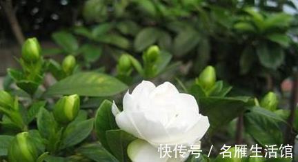 枝条|造成“栀子花”、“茉莉花”长势不好,元凶是它