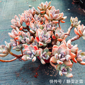 多肉植物怕太阳晒吗