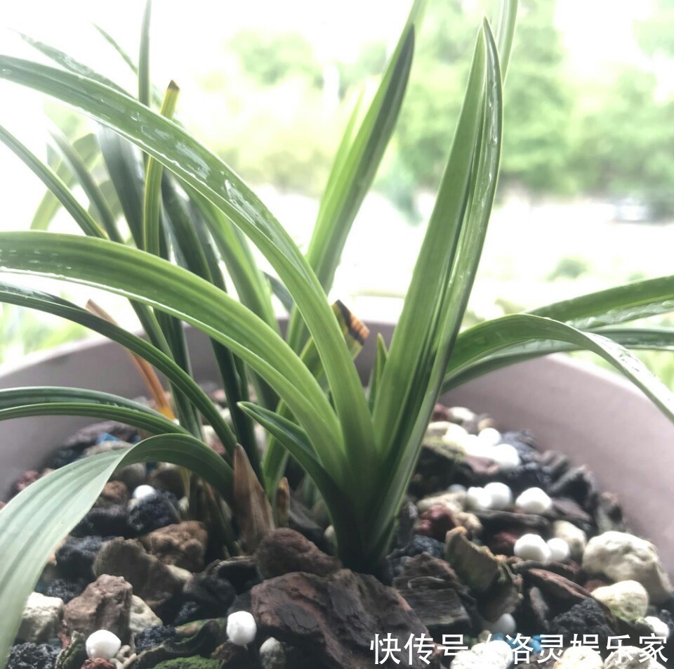 虫害|养兰花盆土老是有虫简单4招，盆土不招虫，不停蹭蹭冒新芽