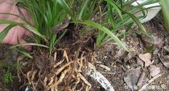 花卉|养花用土不必买,拿个袋子出门捡这“4种土”,不管养啥都能旺!