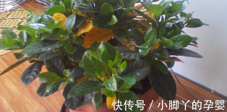 气温转凉后，顺应季节变化做出这些调整，盆栽才不会黄叶掉叶