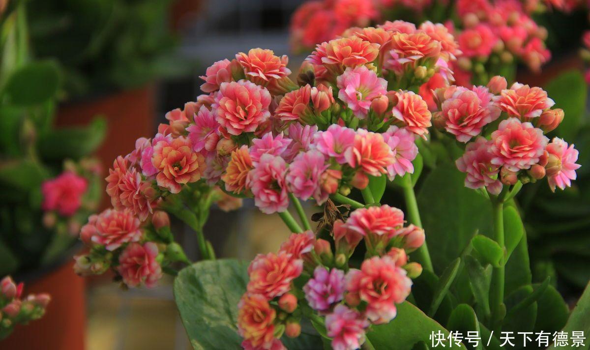 去店里买长寿花，种类太多都挑花眼，这8种真的太漂亮了