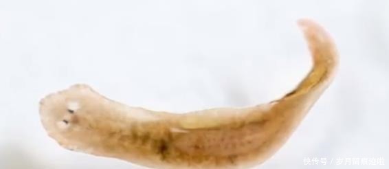 把再生能力做到极致,寿命无限长,只有扁平虫