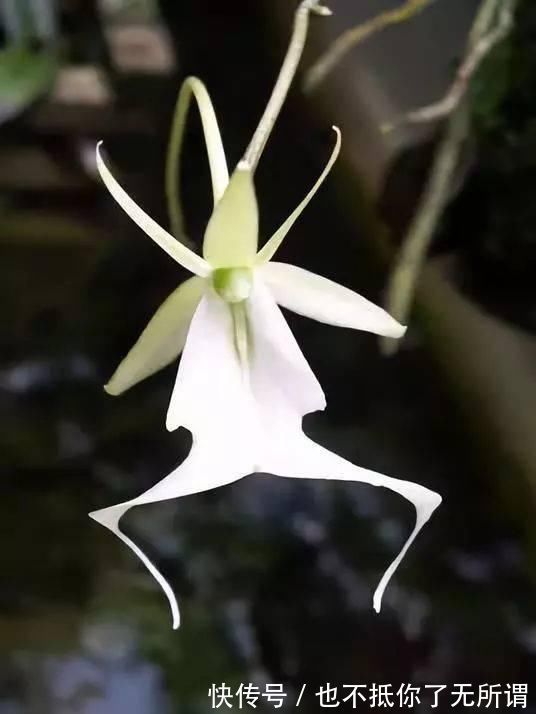 龟甲牡丹|世界上最名贵的花,一盆就是一座房子!