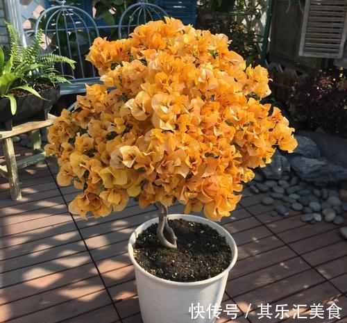 做到这点,三角梅开花不断,花大色艳,花期长