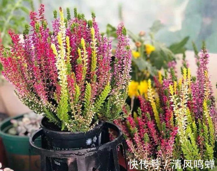 玫瑰花|4种漂亮花，家里养一盆最合适，开花漂亮花期长，谁养谁喜欢