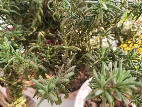 全株自带香气，用手一摸留有浓香，过年煮肉鲜美无比，很好种植