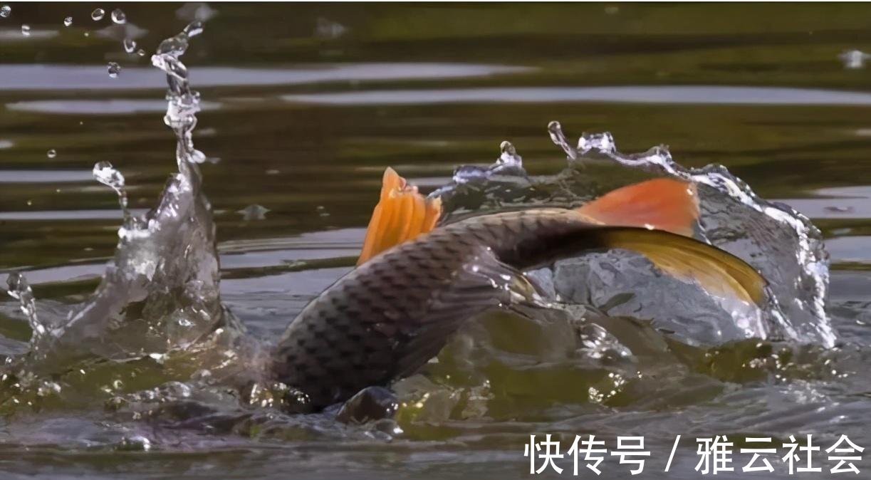 多种鱼|野河钓鱼不知道怎么调漂，这种方法一学就会，适合钓多种鱼