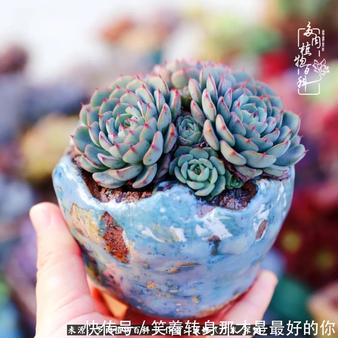 曾经的美肉,谢谢你们都惊艳过时光,谢谢你们都陪过我!