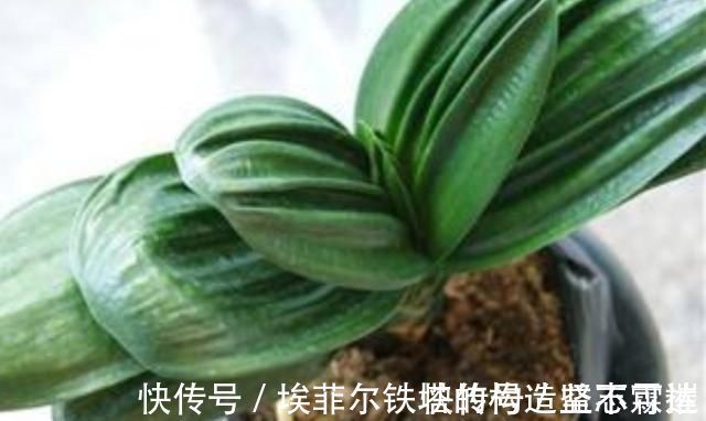 君子兰叶子出现褶皱，3个方面没有做好，应及时改正