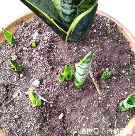 这个东西没人要,扔一点儿在盆里,让盆栽长势更好!