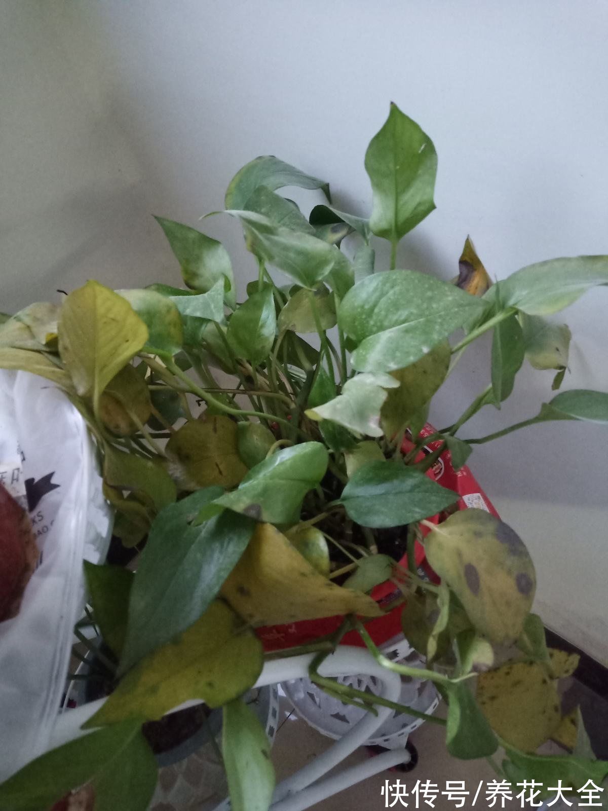 冬天容易黄叶的植物，不注意整盆都变黄，究竟哪里犯了错