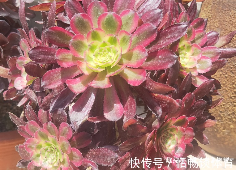 春夏之交带锦|春夏之交带锦的法师还可以露养吗?当然可以,不过要注意养护细节