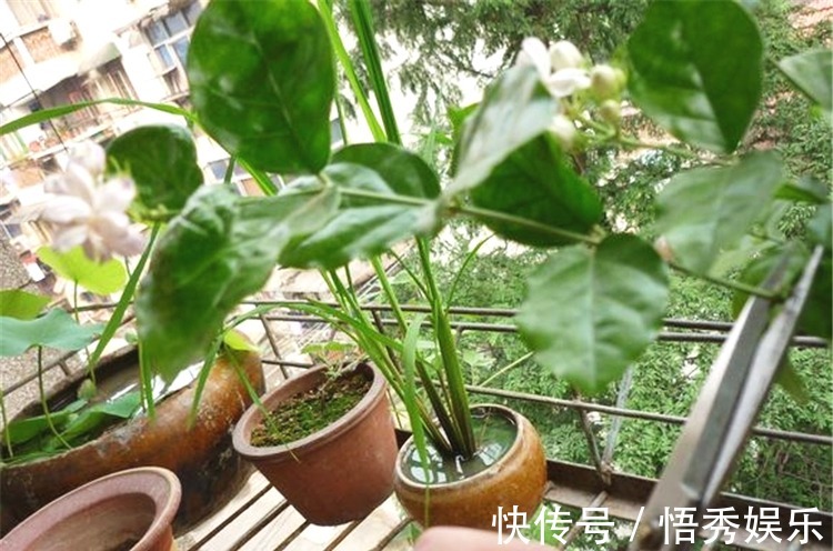 养茉莉，做好“三勤一懒”，茉莉呼呼冒花苞，开花开到深秋去！