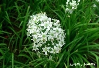  韭菜被称为“洗肠草”，但也要注意食用禁忌搭配，你值得拥有