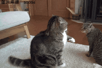 没有它，我会死