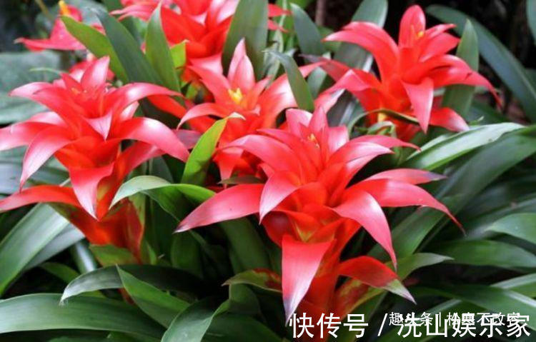 客厅就养几种花，好养耐旱，改善空气质量和环境，非常好