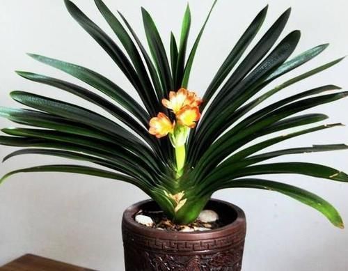 植物|怎么才能拥有天价盆栽君子兰?这么操作,一片叶子就够了
