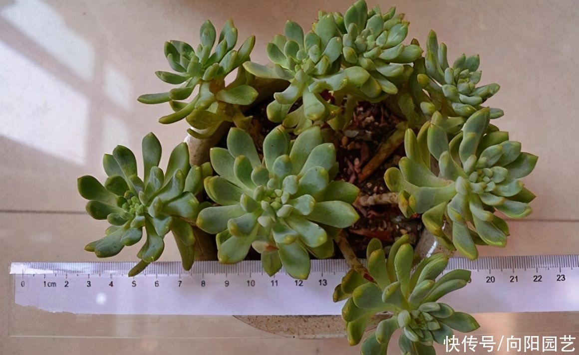 多肉养成“水桩”,要揪叶子吗?千万别这么做,杆子容易长残