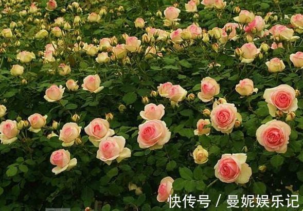 仙客来|超漂亮的4种花,好养又漂亮,开成花球,花期长达300天!