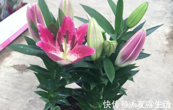 夜来香|家里若有这些绿植，赶紧扔掉，外表虽好看，却对健康没好处