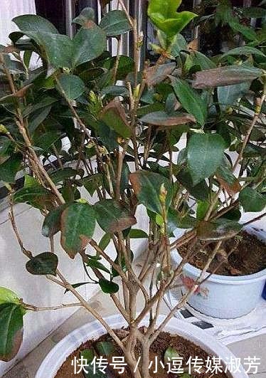 茶花|茶花换盆有“方法”,做好“几点”,叶子不脱落,7天就开始长根