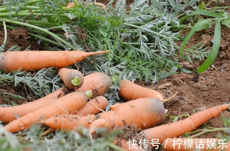 技术|怎样防止胡萝卜分叉？注意这几点技术，保证个个都很笔直