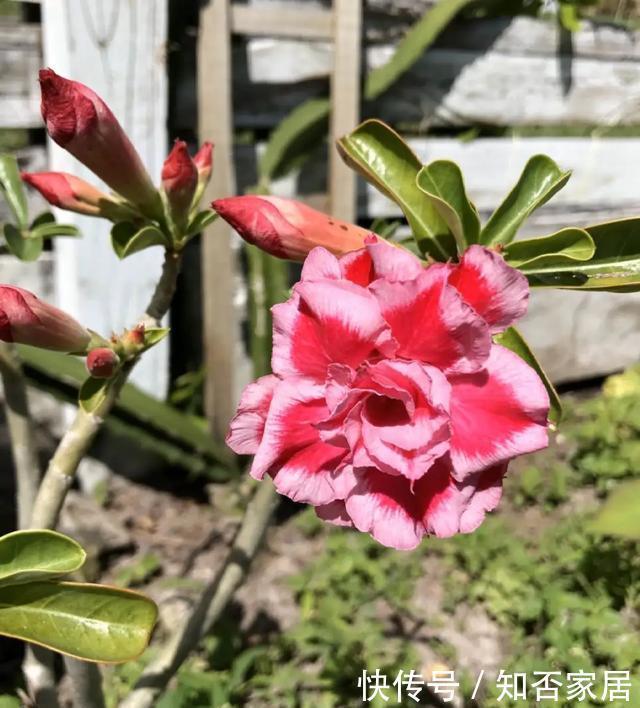 爆盆|养花技巧：折腾不死的25种花，咋养都爆盆，懒人最适合