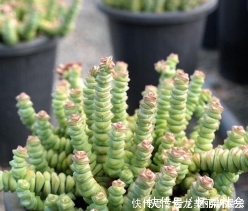 多肉|4种多肉,适合新手养,丢土里就能活,独苗一年长一群